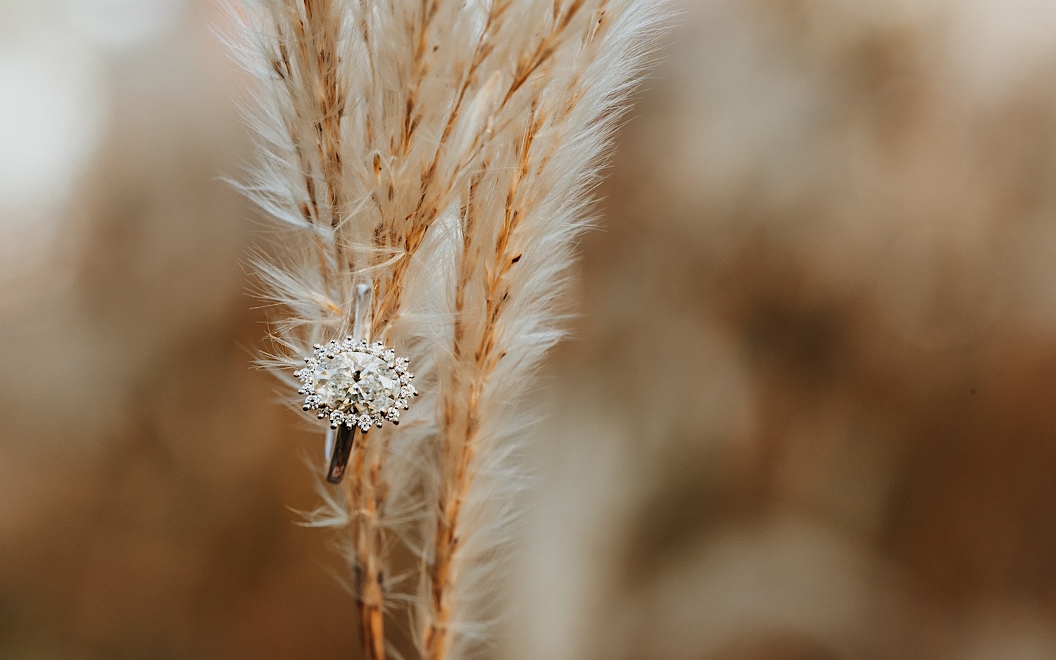 Detail photo of an engagement ring resting on a cattail plany Detail photo of an engagement ring resting on a cattail plany
