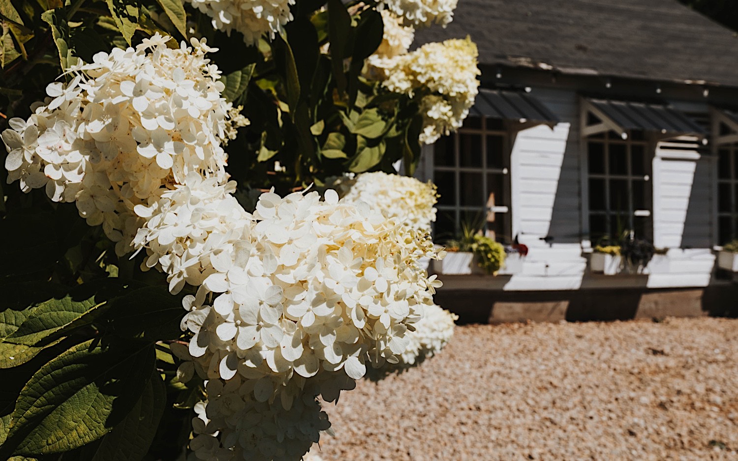White flowers on a shrub outside of a white building White flowers on a shrub outside of a white building