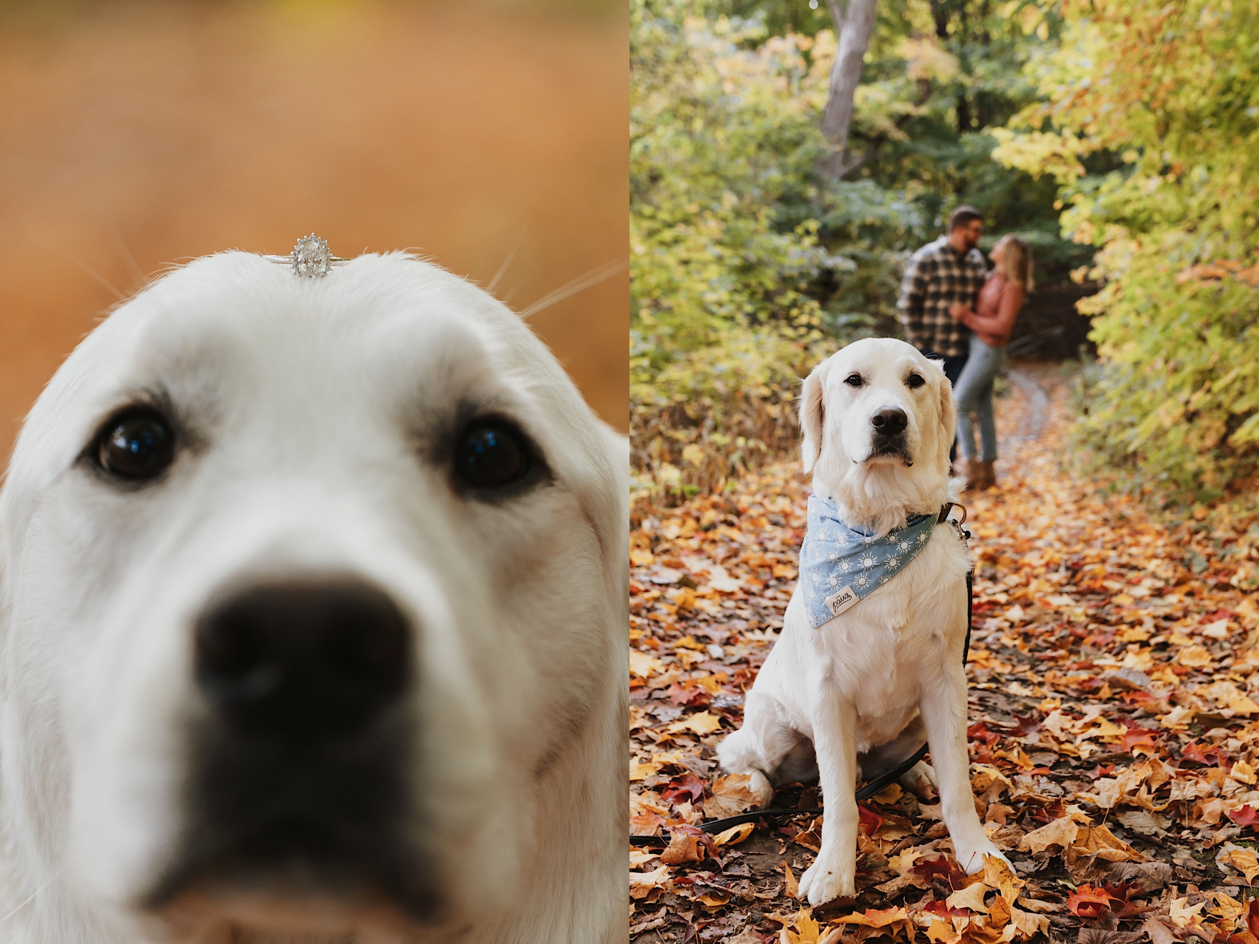 Two photos side by side, the left is of a dog with an engagement ring resting on his head, the right is of that same dog sitting on a trail covered in leaves with a man and woman in the background embracing one another