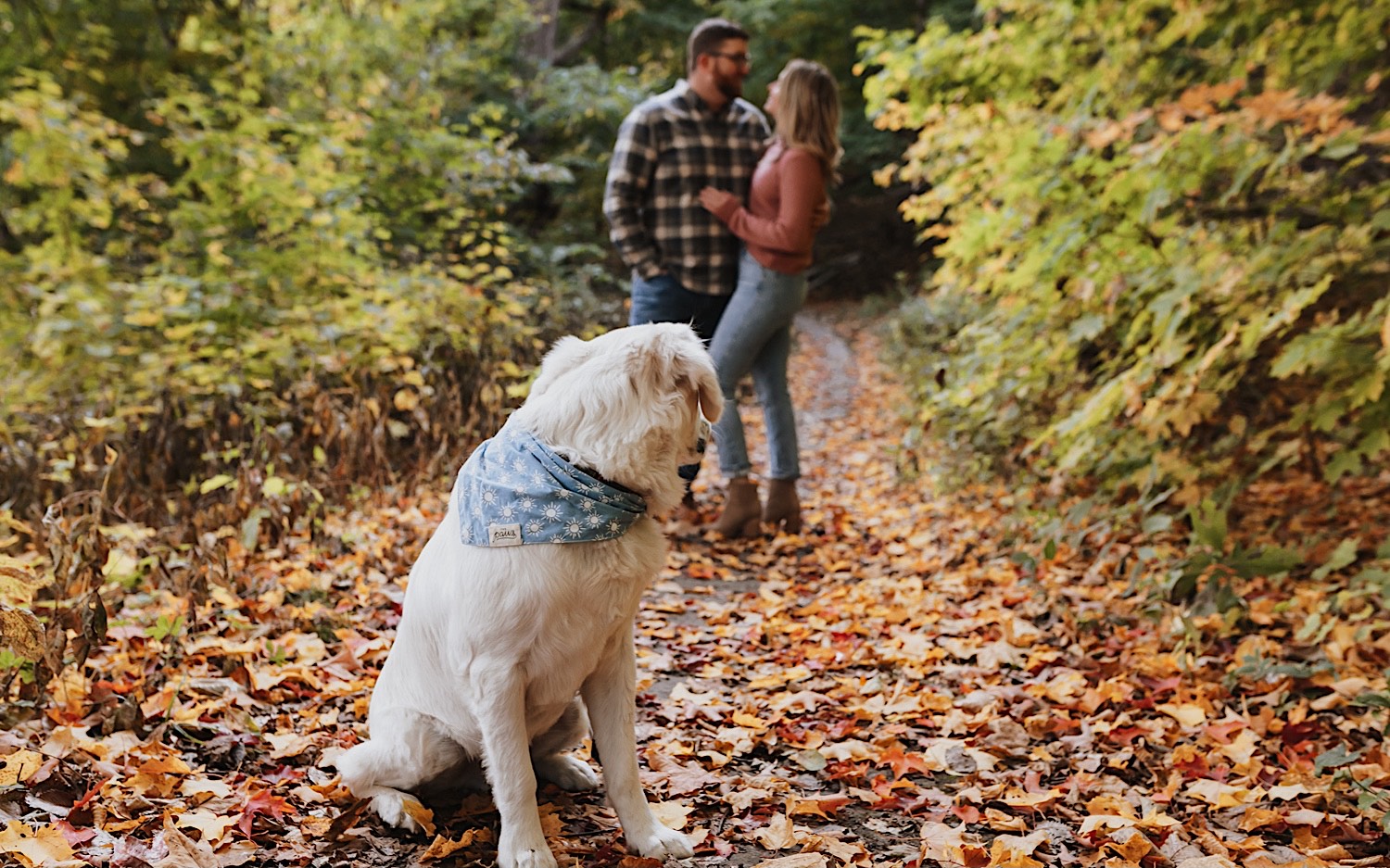 During a fall engagement session in Winona a dog is sitting on a leaf covered trail and looking over his shoulder towards his owners who are in the background embracing one another