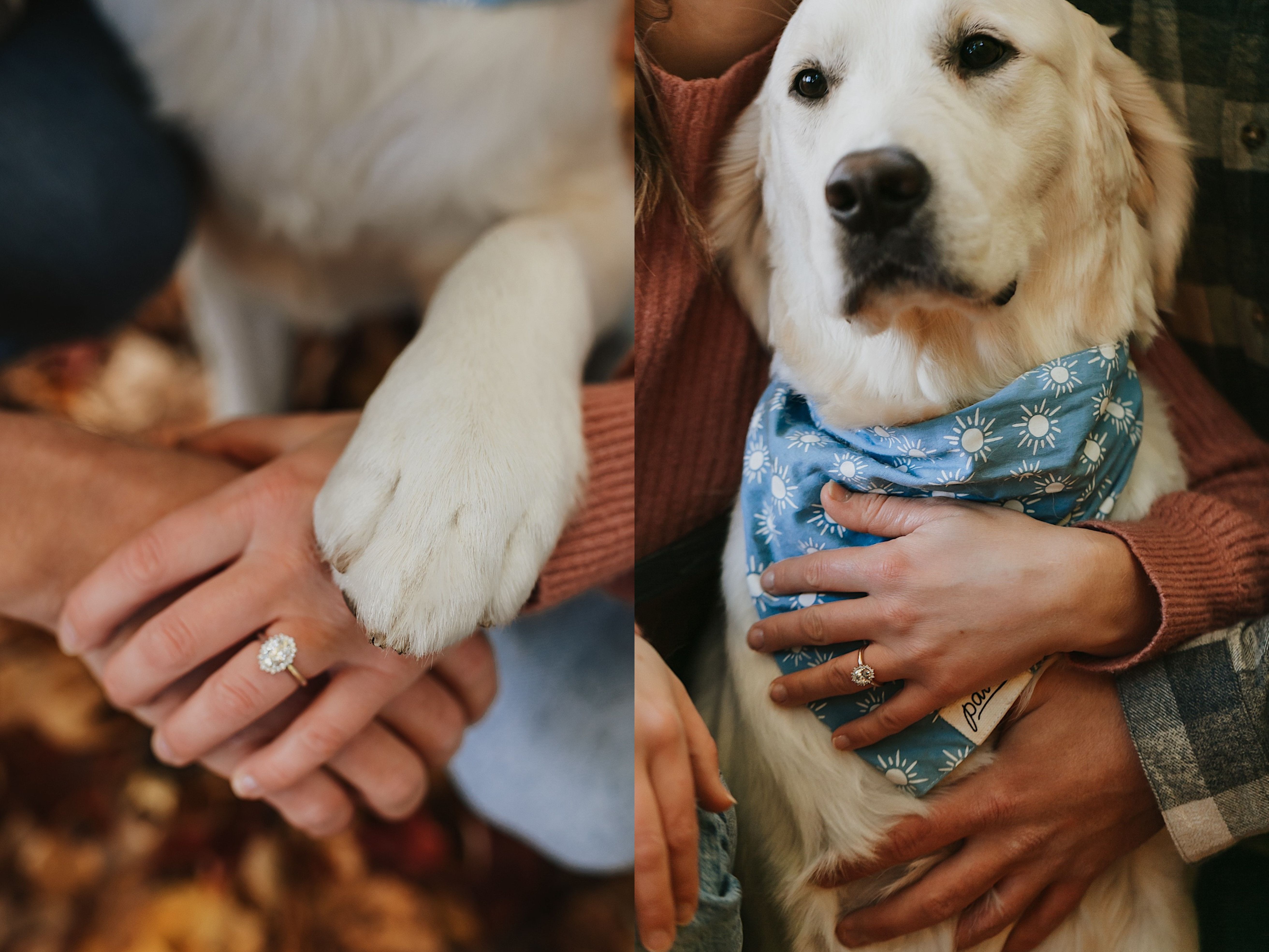 Two photos side by side, the left is a close up of a couple holding hands with an engagement ring on the woman's finger and a dogs paw resting atop the two, the right photo is a close up of the dog's face with his owner's behind him and the woman's hand with the engagement ring resting on the dogs chest