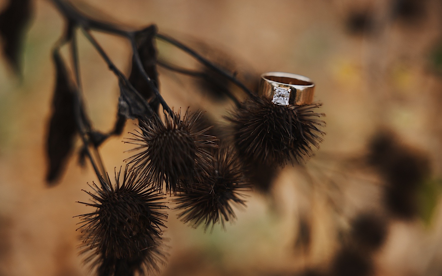 An engagement ring rests on a plant during an engagement session in Theodore Wirth Park of Minneapolis in the fall