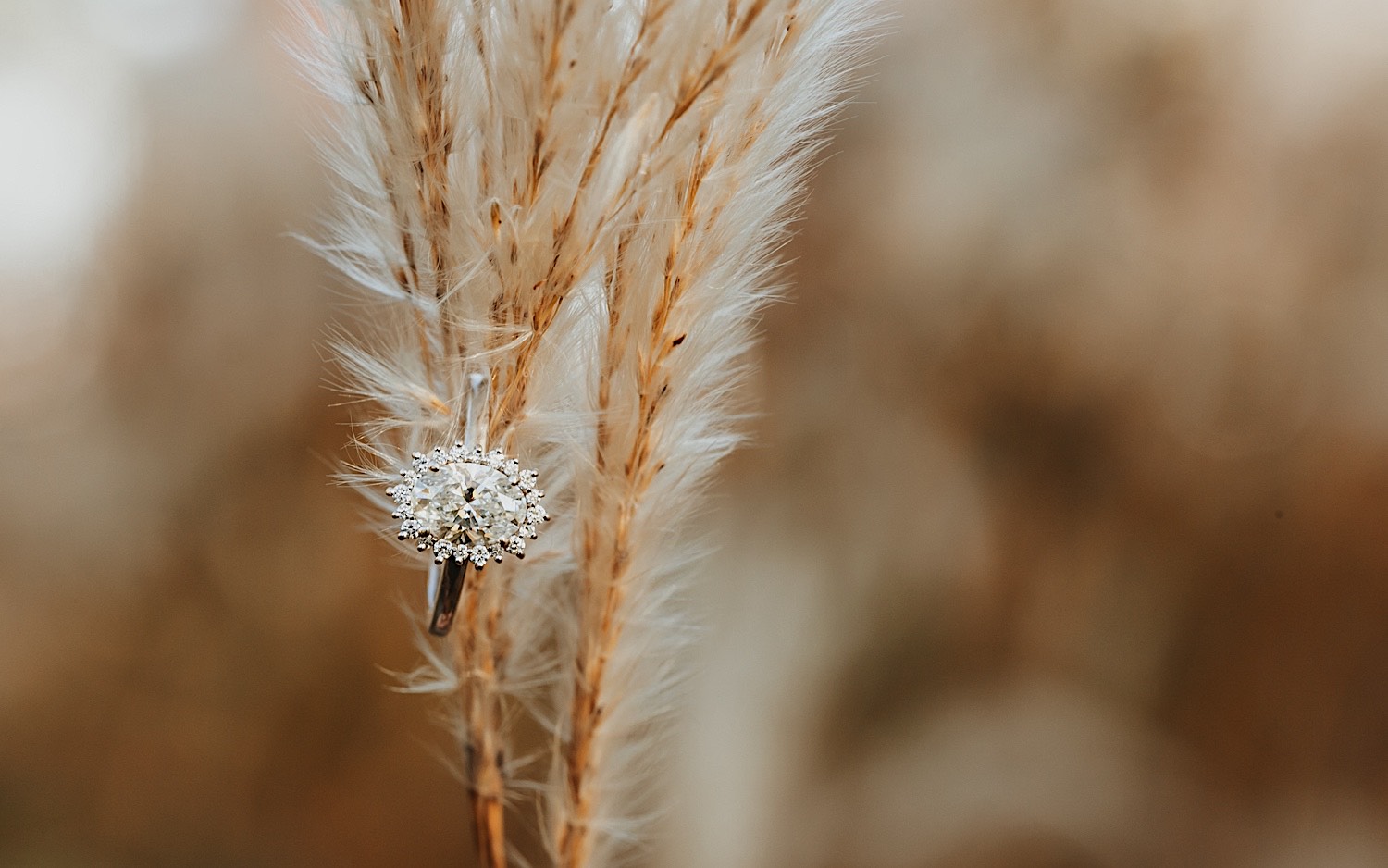 Detail photo of an engagement ring resting on a cattail plany